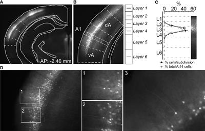 A Layer 3→5 Circuit in Auditory Cortex That Contributes to Pre-pulse Inhibition of the Acoustic Startle Response